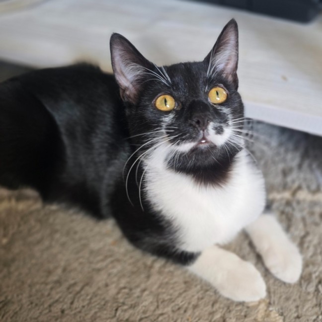 Photo of Alphie (Located In Wantirna South)