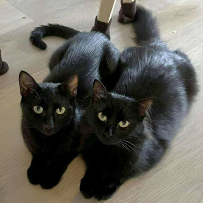 Photo of Bella And Bonnie