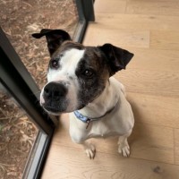 Photo of Bella