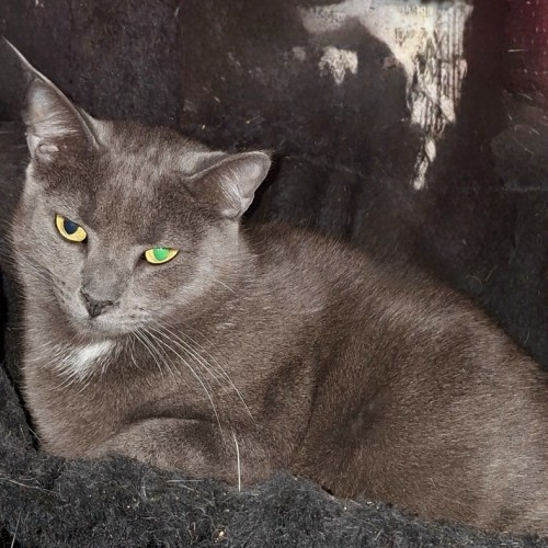 Lacey💗 - Domestic Short Hair (DSH) Cat