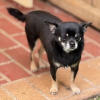 Photo of Bruiser