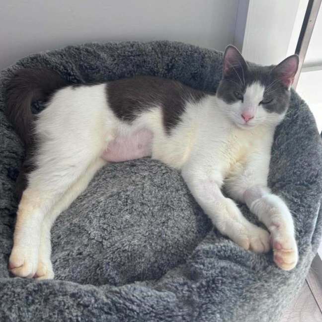Photo of Possum