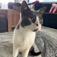 Photo of C1602 Mr Cat