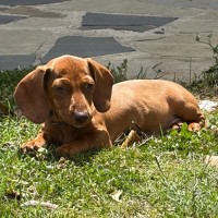 Photo of Sumo (Aka Benny)