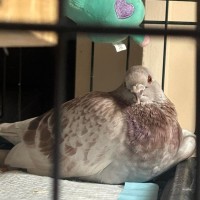 Photo of Sundae