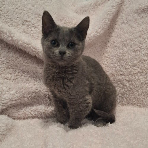 Sassy - Domestic Short Hair (DSH) Cat
