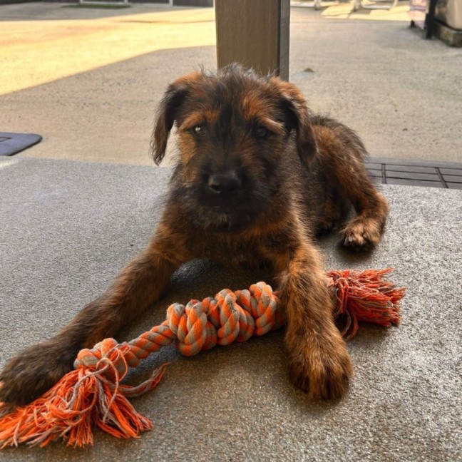 Photo of D1137 Jerome