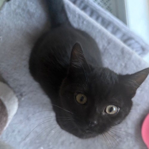 Darla - Domestic Short Hair (DSH) Cat