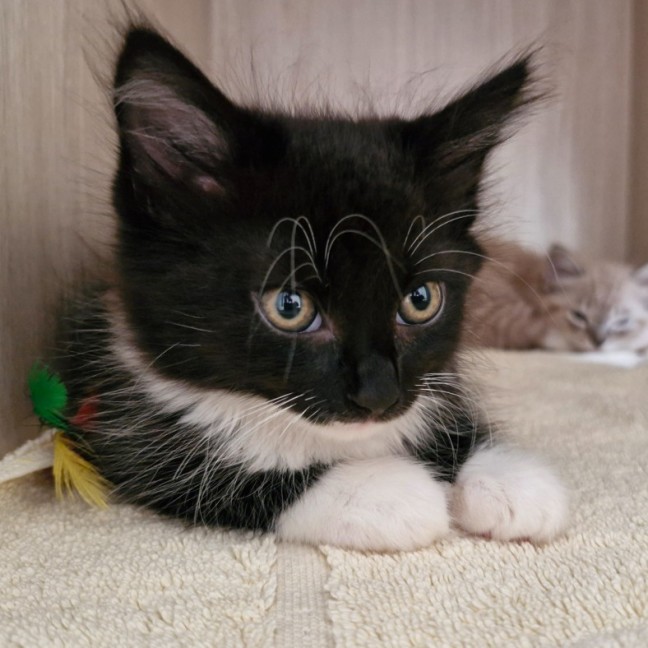 Photo of C1428 Astrid