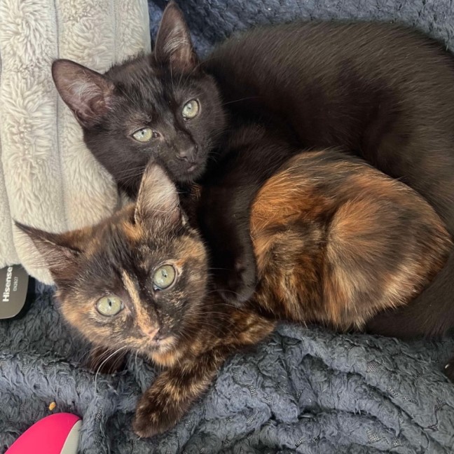 Photo of 💖Gizmo💖