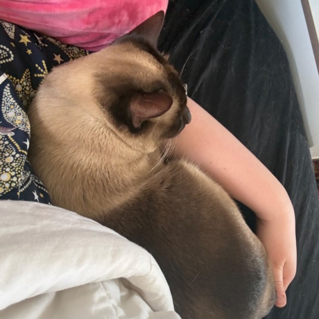 Photo of Charlie **2nd Chance Cat Rescue**