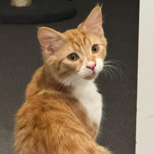 Butternut - Domestic Short Hair (DSH) Cat