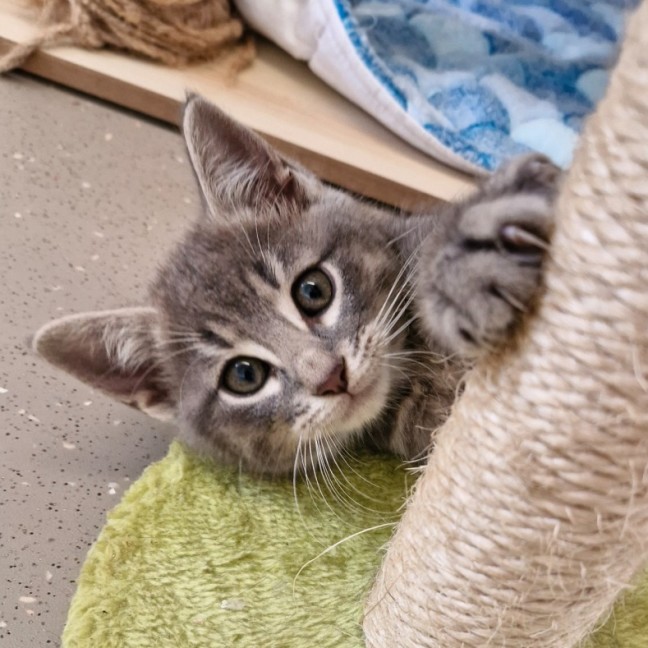 Photo of C1462 Comet