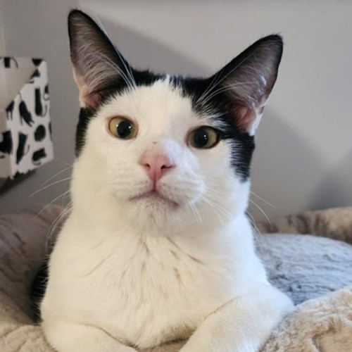 Speck - Domestic Short Hair (DSH) Cat