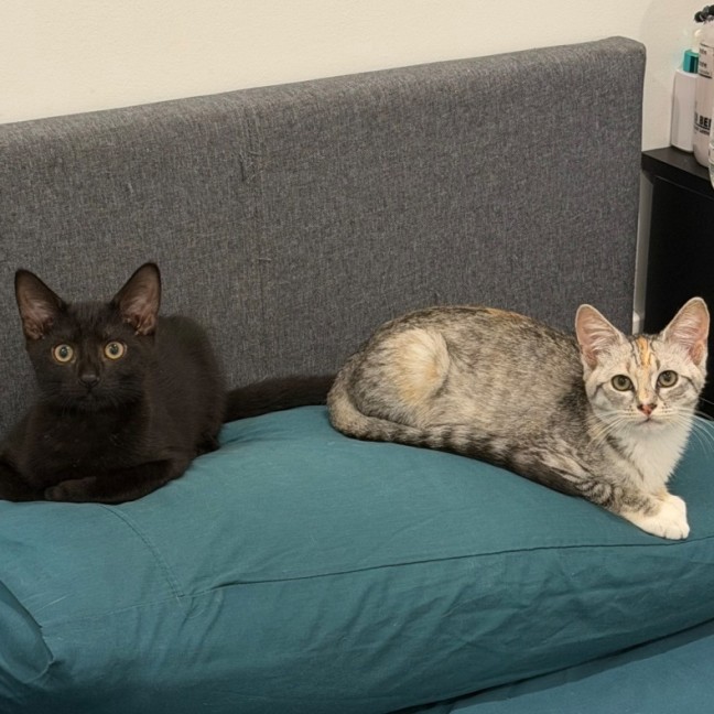 Photo of Katniss And Berlioz