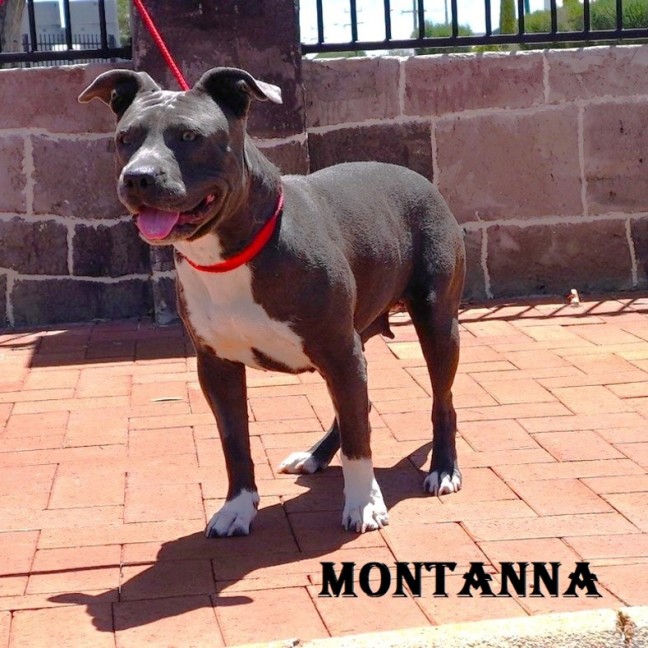 Photo of Montana