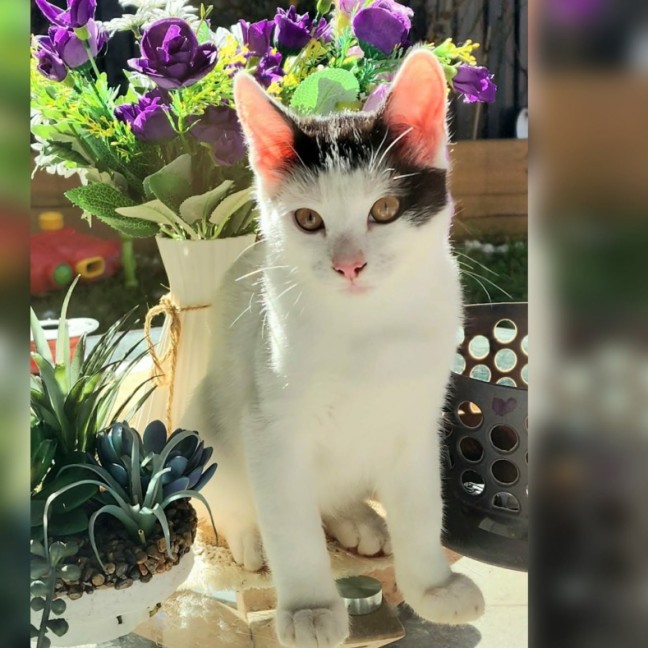 Photo of Sugar
