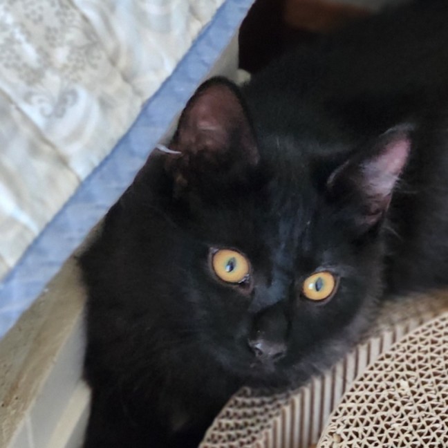 Photo of Memphis ^^Dandy Cat Rescue^^