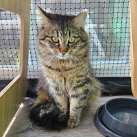 Photo of Toffee