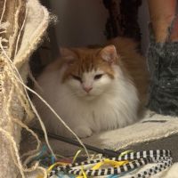 Photo of Fluffy