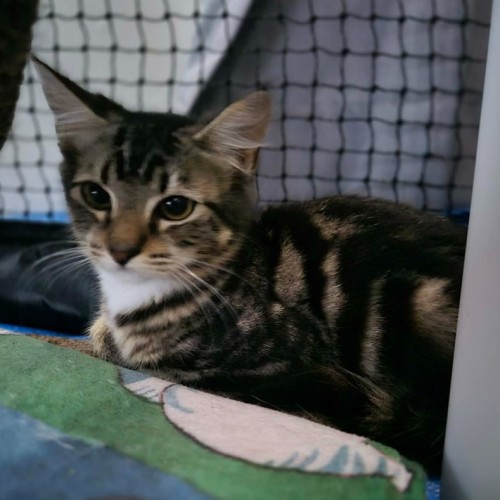 Mimi - Domestic Short Hair (DSH) Cat