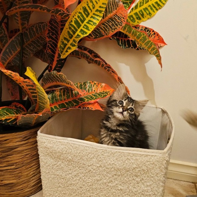 Photo of Jammy Dodger   Meet Me @ Petstock Prahran 15 Feb