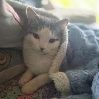 Photo of Morti (Morticia) 🐈