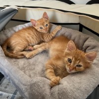 Photo of Pablo And Chapo