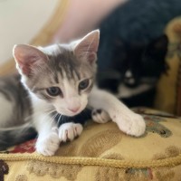 Photo of Daisy Mae & Frankie ^Dandy Cat Rescue^