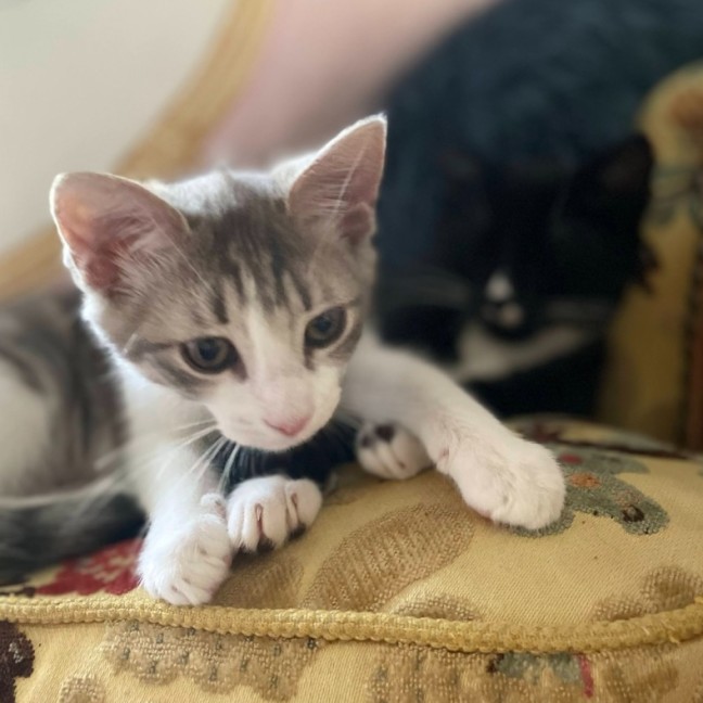 Photo of Daisy Mae & Frankie ^Dandy Cat Rescue^