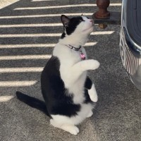 Photo of Keto 🐈‍⬛ 