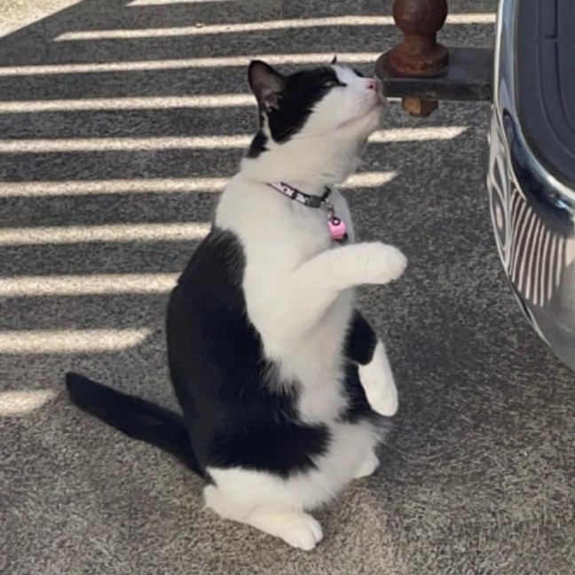 Photo of Keto 🐈‍⬛ 