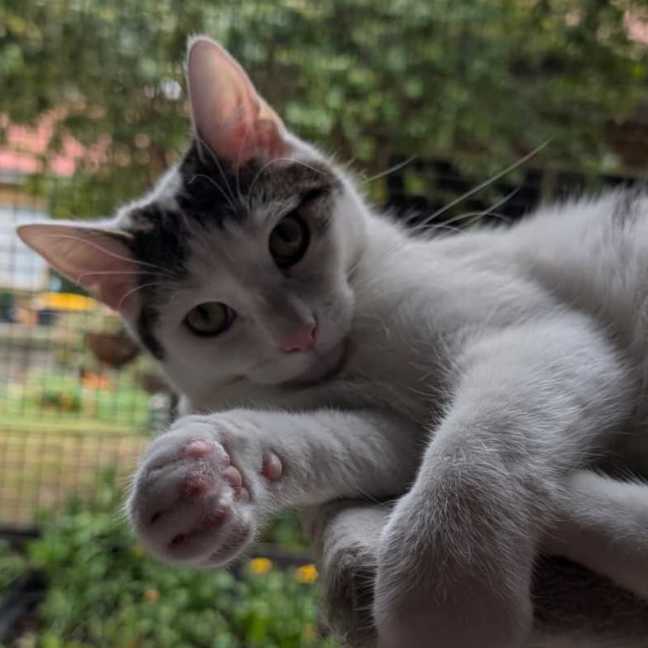 Photo of Dora