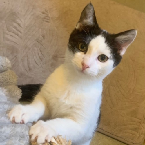 Max - Domestic Short Hair (DSH) Cat