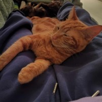Photo of Marmalade