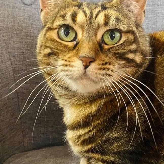 Photo of Dasha   Located In Northcote