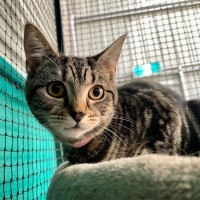Photo of Miray**2nd Chance Cat Rescue**