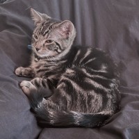 Photo of Pudding ^^Dandy Cat Rescue^^