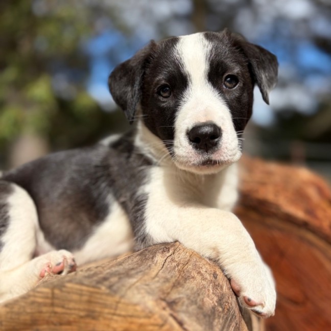 Photo of Cinnamon Satin