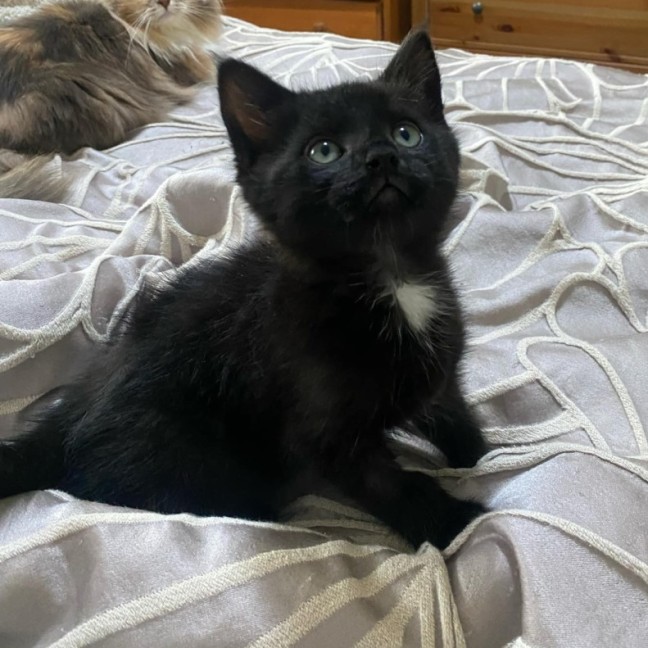 Photo of Kronk   Located In Ashwood