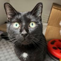 Photo of Tomy   $50 Ringworm Foster To Adopt