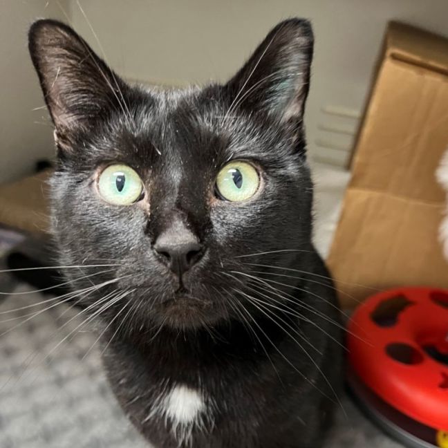 Photo of Tomy   $50 Ringworm Foster To Adopt