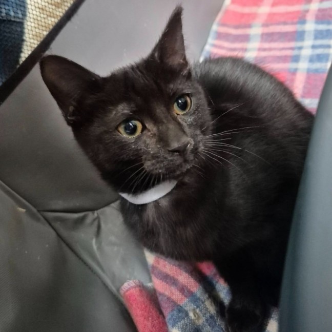 Photo of Evita ** 2nd Chance Cat Rescue**