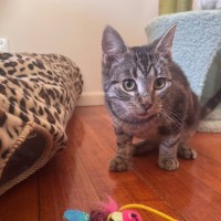 Photo of S'mores   Located In Frankston