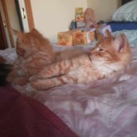 Photo of Mufasa **2nd Chance Cat Rescue**