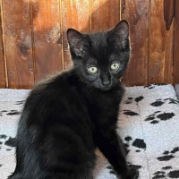 Photo of Ink **2nd Chance Cat Rescue**