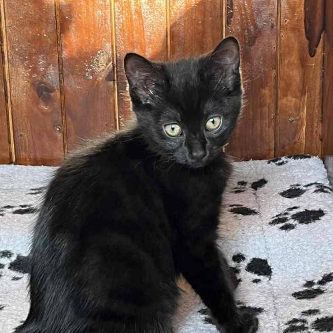 Photo of Ink **2nd Chance Cat Rescue**