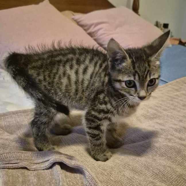 Photo of Tiny Tim **2nd Chance Cat Rescue**