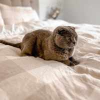 Photo of Benson ** 2nd Chance Cat Rescue**