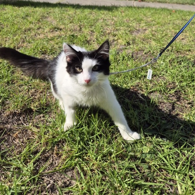 Photo of Sam Sam *9 Lives Project Rescue*